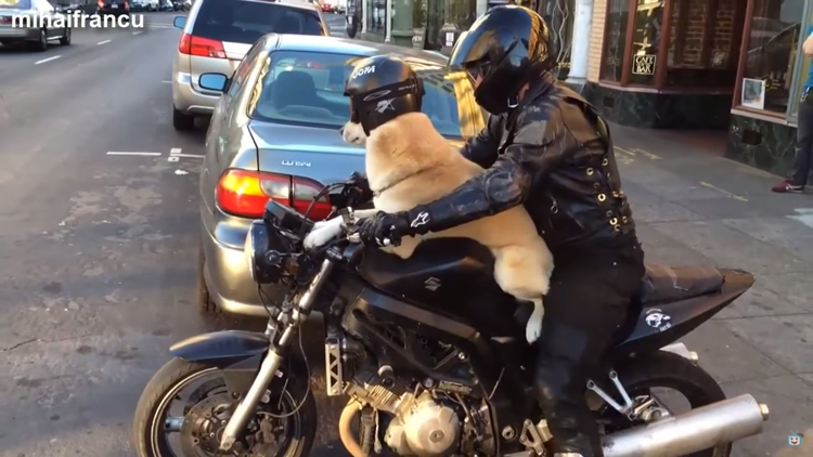 思い出 愛犬と一緒のタンデムツーリングは新しいバイクの楽しみ方 Bike Life Lab バイク王