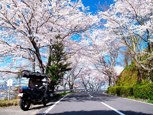 高野山周遊桜ロード～国道480号、県道4号、恋野農免道～ | Bike Life