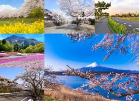 【東京近郊】春に出かけたい4月のバイクツーリングスポット10選！