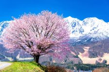 今からが旬！信州桜絶景スポット10選