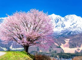 今からが旬！信州桜絶景スポット10選